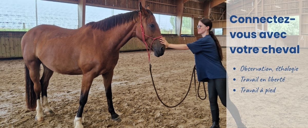 Connectez-vous avec votre cheval grâce à l'éthologie, le travail à pied et en liberté